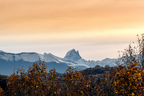 Fier du Béarn